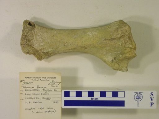 Teleoceras fossiger