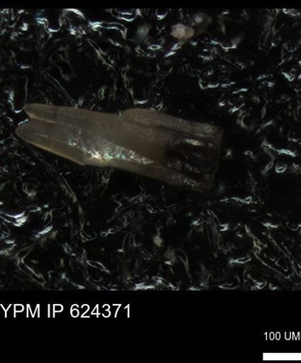 undet. Echinoidea