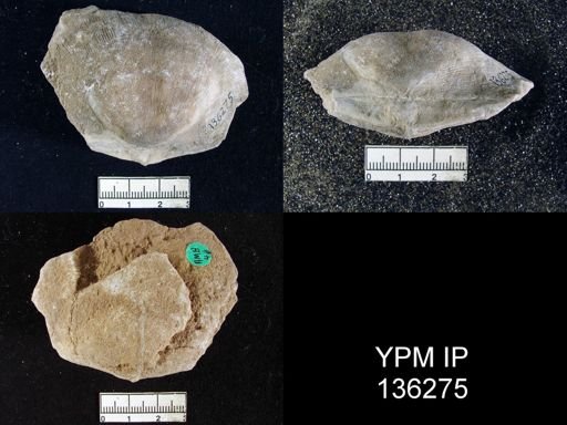 Derbya grandis