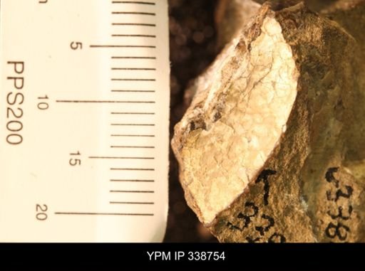 Protocardia subquadrata