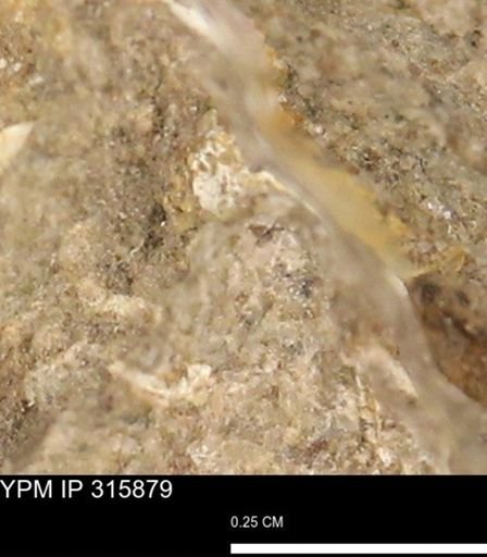 undet. Mollusca