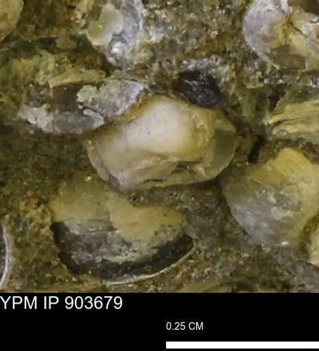 Corbulamella sp.
