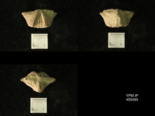 Platystrophia acutilirata