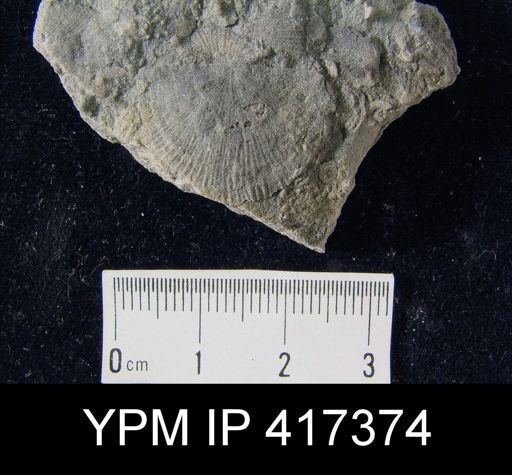 Schuchertella subplana