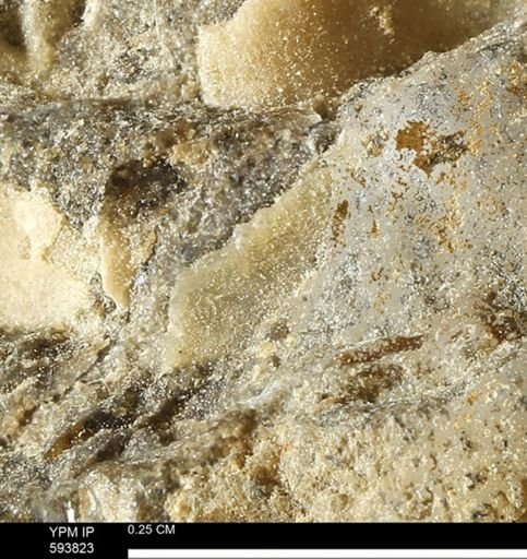 undet. Mollusca