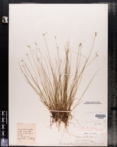 Carex echinata