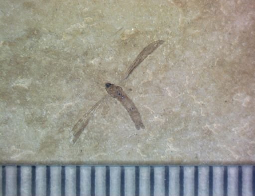 undet. Tipulidae