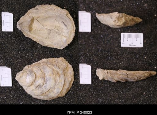 Ostrea glabra wyomingensis