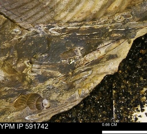 Serpulidae