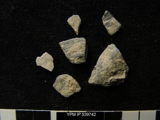 undet. Strophomenida