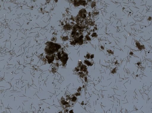 Haliclona oculata