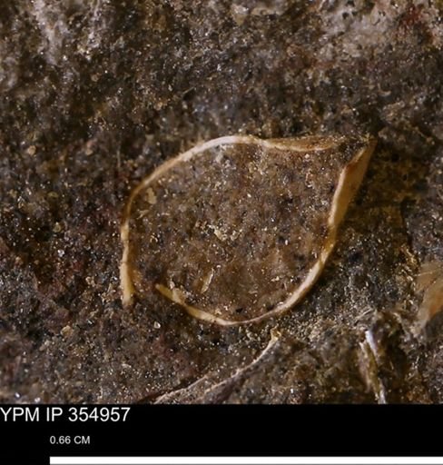 undet. Bivalvia