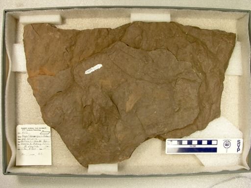 Atreipus milfordensis