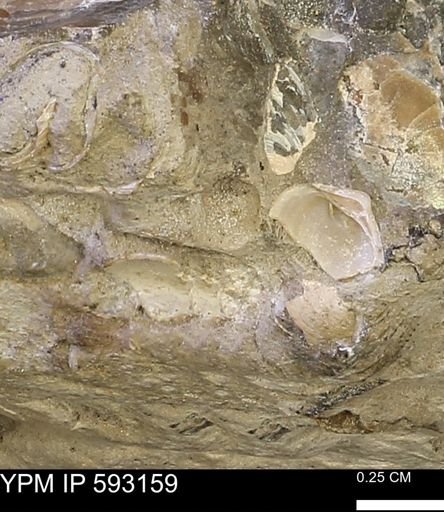 undet. Mollusca