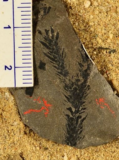 Lepidodendron sp.