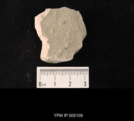 Ancylopsocus insolitus