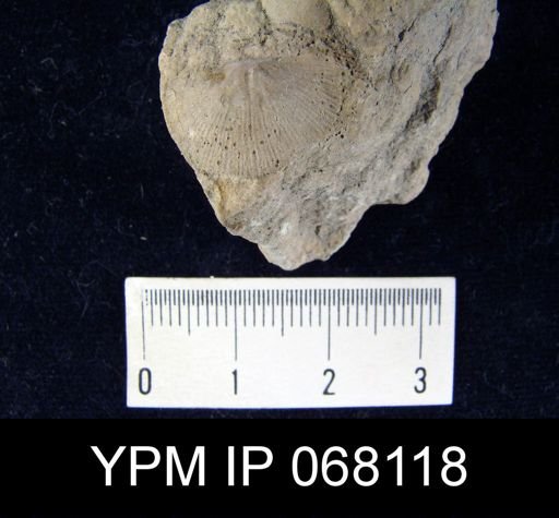 Schuchertella subplanus