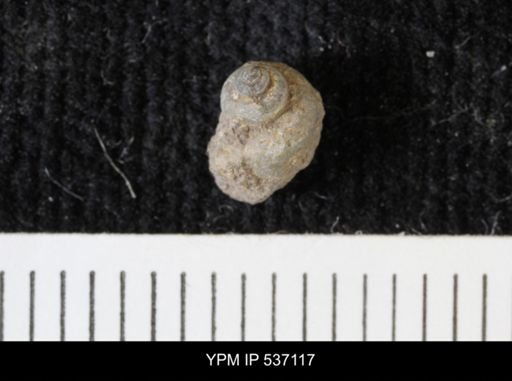 Viviparus montanaensis