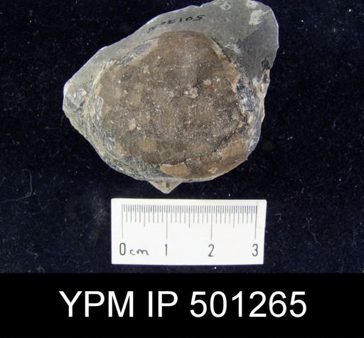 Productus sp.