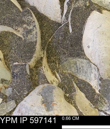Limopsis striatopunctatus