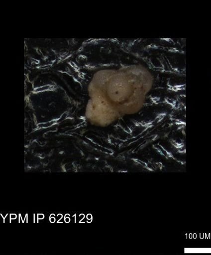 undet. Foraminiferida