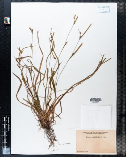 Carex amphibola