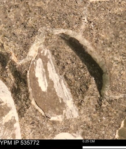 Limopsis striatopunctatus