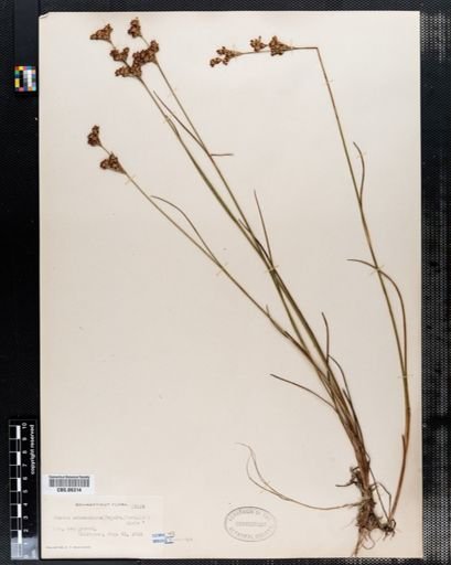 Juncus subcaudatus