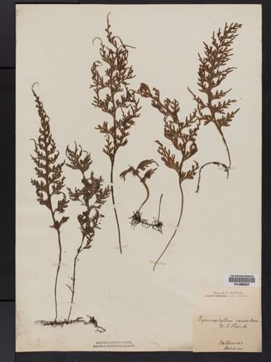 Hymenophyllum caudatum