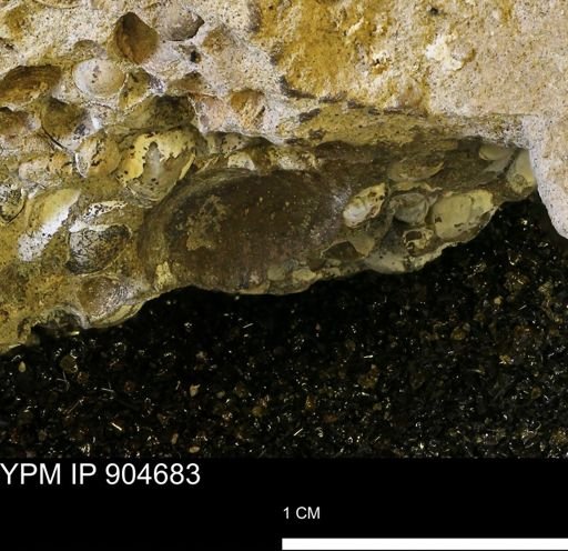 undet. Mollusca