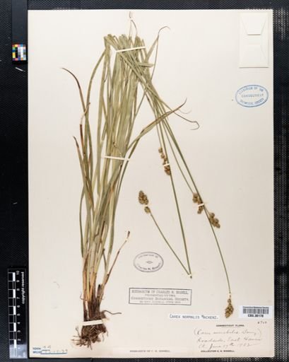 Carex normalis