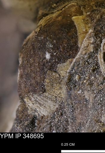 undet. Mollusca