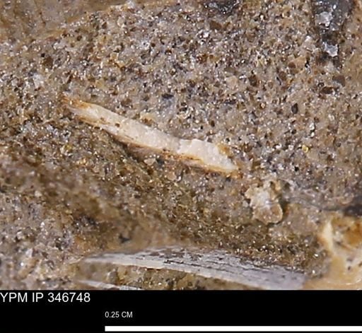 undet. Mollusca