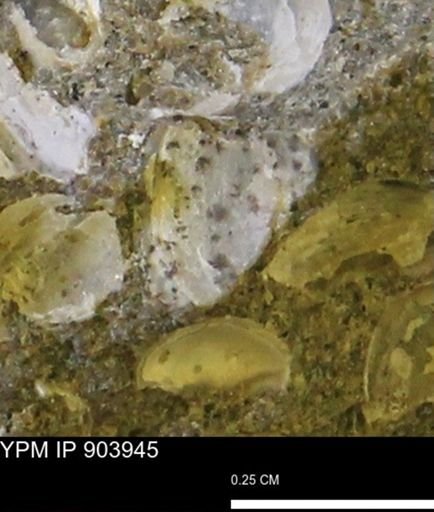 Corbulamella?