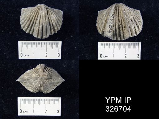 Platystrophia ponderosa
