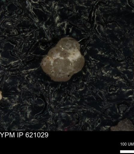 undet. Foraminiferida