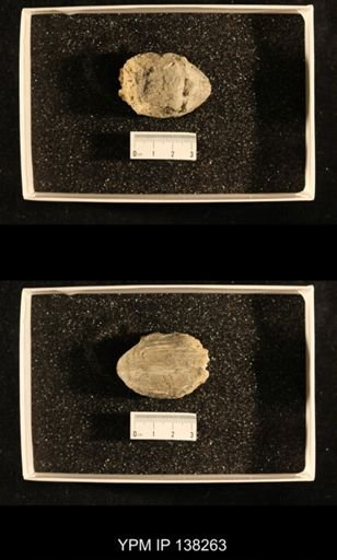 Productus (Dictyoclostus) sp.