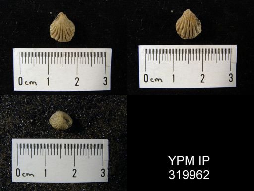 Hustedia mormoni