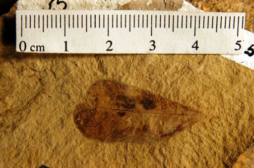 Caesalpinites coloradicus