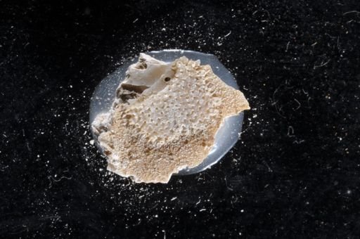 Porella bispina