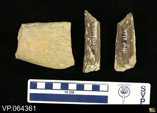 Polycotylus