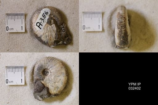 Hoploscaphites nicolletii