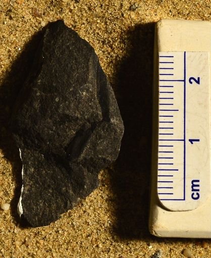 Sigillaria menardi