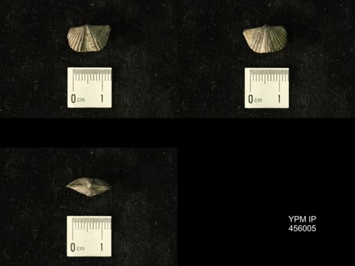 Platystrophia amoena
