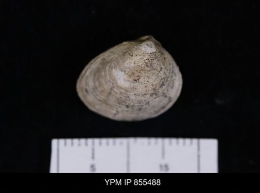 Limopsis striatopunctatus
