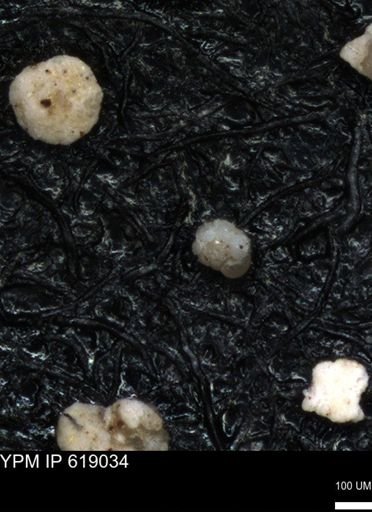 undet. Foraminiferida