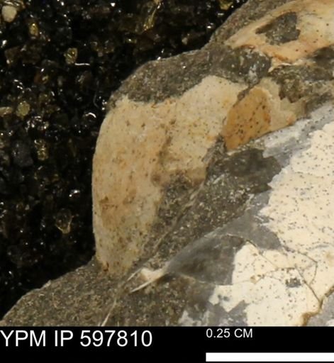 Limopsis striatopunctatus