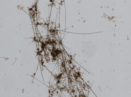 Asconema setubalense