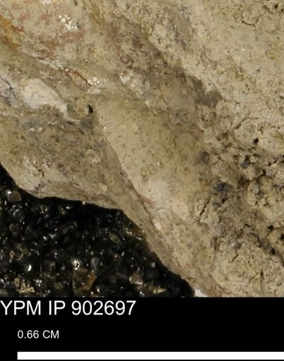 undet. Mollusca