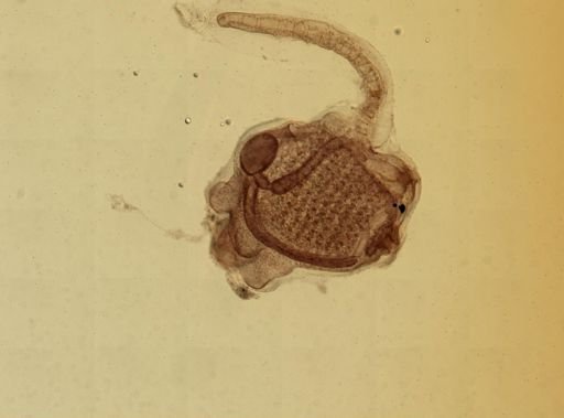 Ecteinascidia turbinata